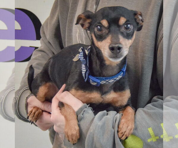 Medium Photo #3 Chipin Puppy For Sale in Huntley, IL, USA