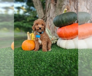 Poodle (Standard) Puppy for sale in INDIANAPOLIS, IN, USA