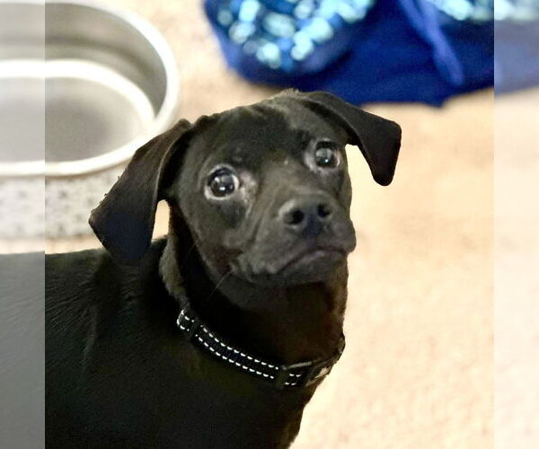 Medium Photo #3 Daug Puppy For Sale in Mundelein, IL, USA