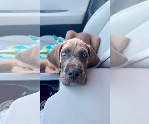 Medium Photo #2 Great Dane Puppy For Sale in Alexander, AR, USA