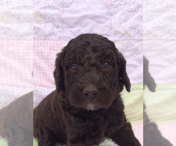 Medium Photo #4 Labradoodle Puppy For Sale in DONALDS, SC, USA