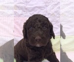 Small Photo #4 Labradoodle Puppy For Sale in DONALDS, SC, USA