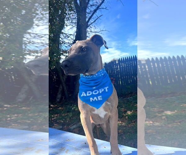 Medium Photo #2 Mutt Puppy For Sale in Sebec, ME, USA