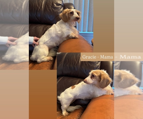 Medium Photo #1 Dachshund Puppy For Sale in MARYSVILLE, WA, USA