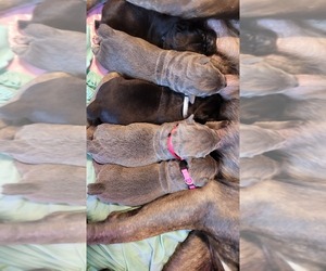 Cane Corso Puppy for sale in EVANSVILLE, IN, USA