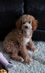 Goldendoodle Puppy for sale in ADRIAN, MI, USA