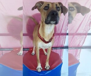 Bianca - Female Black Mouth Cur-Boxer Mix Dog for Adoption - Photo #3