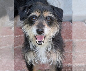 Miniature Schnauzer-Unknown Mix Dogs for adoption in Oakhurst, NJ, USA