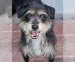 Small Miniature Schnauzer Mix
