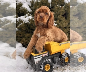 Cocker Spaniel Puppy for sale in MIDDLEBURY, IN, USA