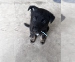 Small #3 German Shepherd Dog