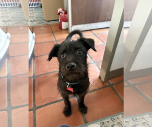 Wybie - Male Mutt Dog for Adoption - Photo #5