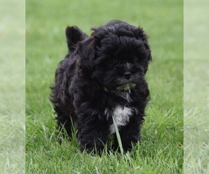 Shih Tzu-ShihPoo Mix Puppy for sale in SILEX, MO, USA