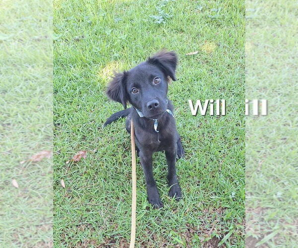 Medium Photo #2 Labrador Retriever-Unknown Mix Puppy For Sale in Virginia Beach, VA, USA