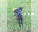 Small #1 Labrador Retriever Mix