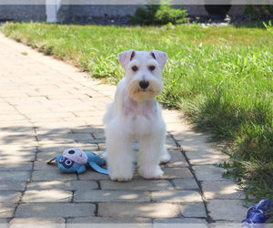 Schnauzer (Miniature) Puppy for sale in SYRACUSE, IN, USA