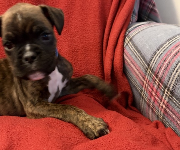 Medium Photo #6 Boxer Puppy For Sale in LANSING, MI, USA