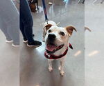Small #17 Boxer Mix