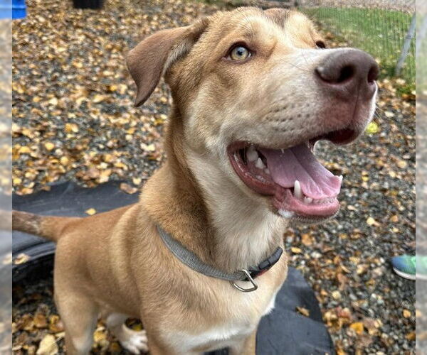 Medium Photo #2 Alaskan Malamute Puppy For Sale in Anchorage, AK, USA