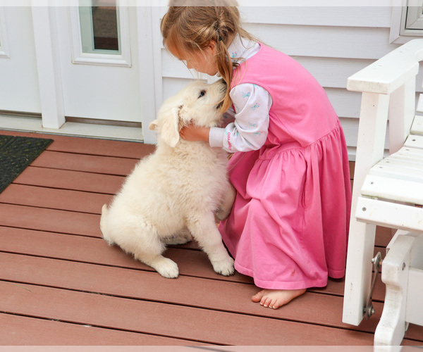 Medium Photo #7 English Cream Golden Retriever Puppy For Sale in SYRACUSE, IN, USA