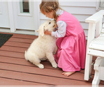 Small #6 English Cream Golden Retriever