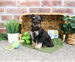 Small #3 Schnauzer (Miniature)