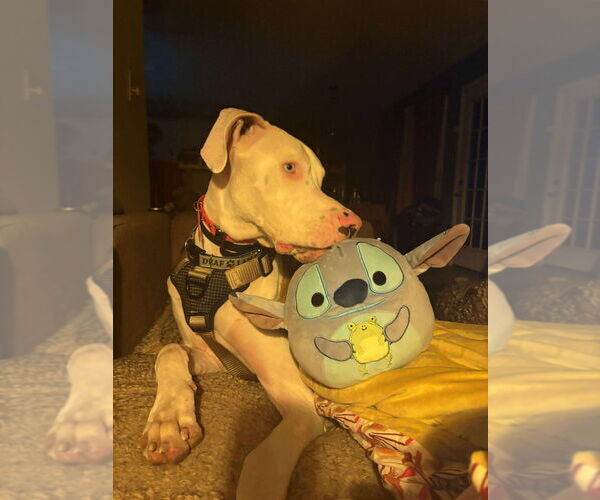 Medium Photo #2 Great Dane Puppy For Sale in Bullard, TX, USA