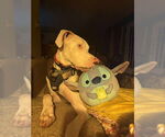 Small #1 Great Dane