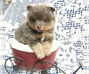 Pomeranian Puppy for sale in NORWOOD, MO, USA