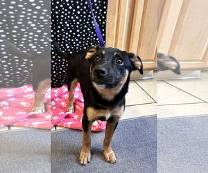 Mutt Dogs for adoption in Sterling, MA, USA