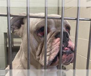 Bulldog Dogs for adoption in Upland, CA, USA