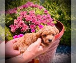 Image preview for Ad Listing. Nickname: Tiny Daisy fema