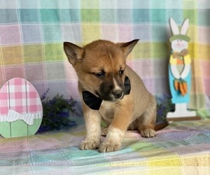 Ausky Puppy for sale in LANCASTER, PA, USA