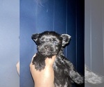 Small Photo #78 Yorkshire Terrier Puppy For Sale in HAYWARD, CA, USA