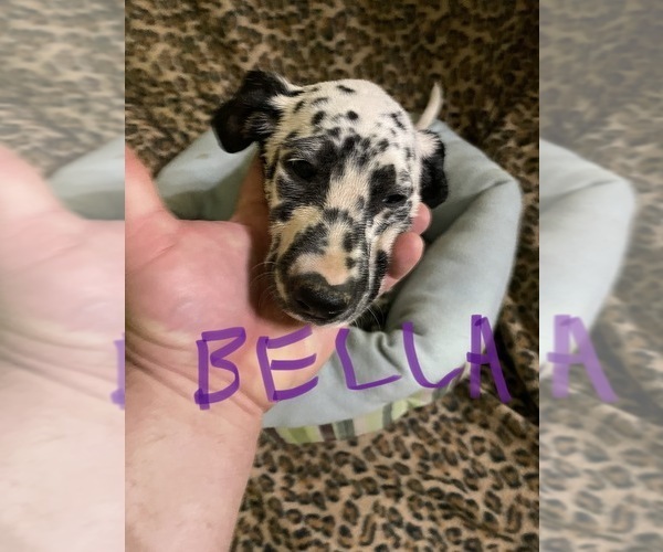 Medium Photo #7 Dalmatian Puppy For Sale in GLENDALE, AZ, USA