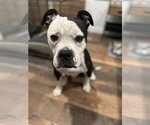 Small Photo #3 Bulldog-Unknown Mix Puppy For Sale in Cape May, NJ, USA