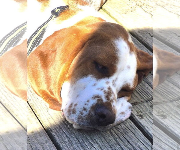 Medium Photo #5 Basset Hound Puppy For Sale in Brookville, OH, USA