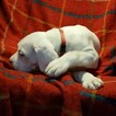 Small Photo #284 Dogo Argentino Puppy For Sale in PINEVILLE, MO, USA