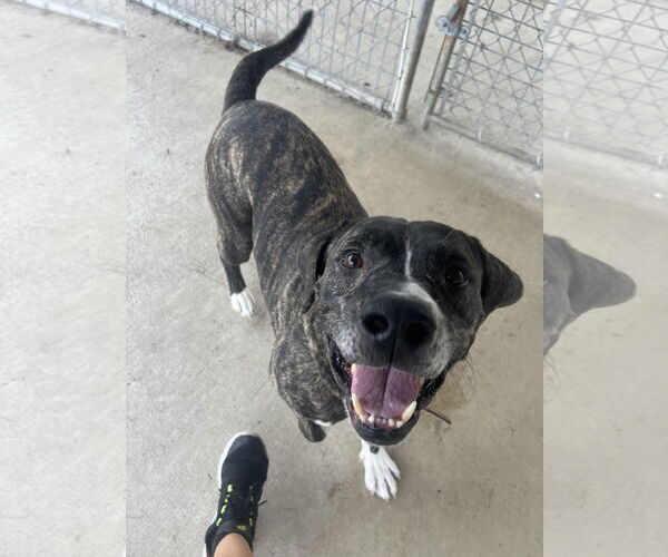 Medium Photo #1 Boxer-Mastiff Mix Puppy For Sale in DuQuoin, IL, USA
