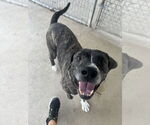 Small Boxer-Mastiff Mix