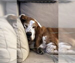 Small Photo #7 Basset Hound Puppy For Sale in Deepwater, NJ, USA