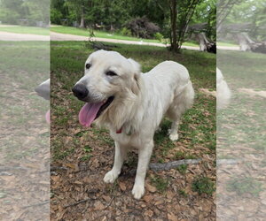 James - Male Great Pyrenees Dog for Adoption - Photo #23