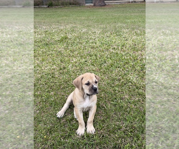 Medium Photo #24 Cane Corso-Mastiff Mix Puppy For Sale in NEW CANEY, TX, USA
