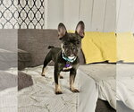 Small Photo #5 French Bulldog Puppy For Sale in St. Louis Park, MN, USA