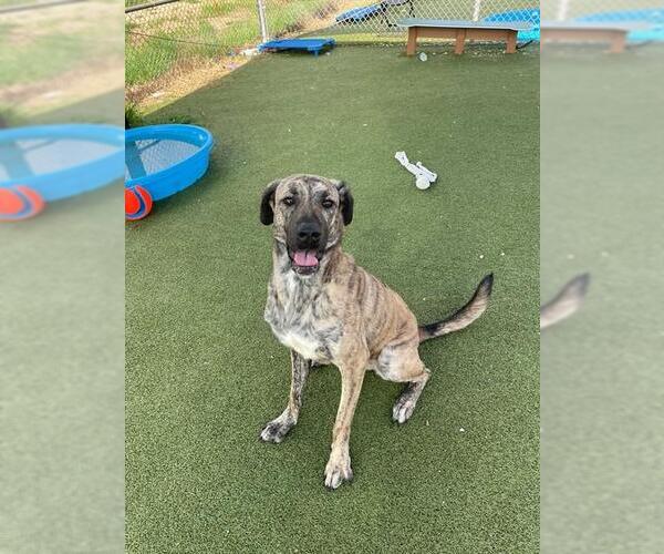 Medium Photo #2 Plott Hound-Unknown Mix Puppy For Sale in Pasadena, TX, USA