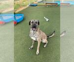 Small #1 Plott Hound Mix