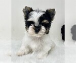 Small #1 Yorkshire Terrier
