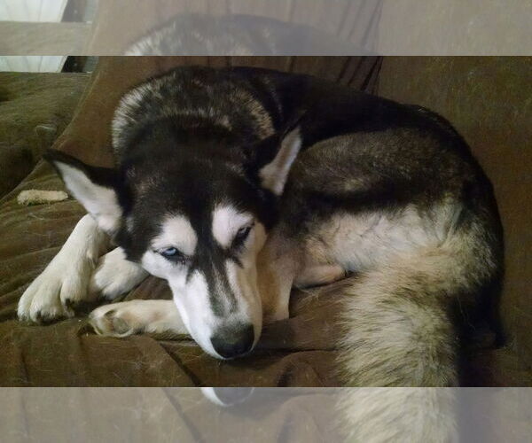 Medium Photo #4 Siberian Husky Puppy For Sale in Randleman , NM, USA