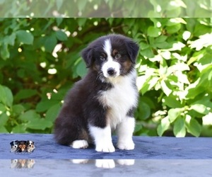 Australian Shepherd Puppy for sale in EASTON, MO, USA