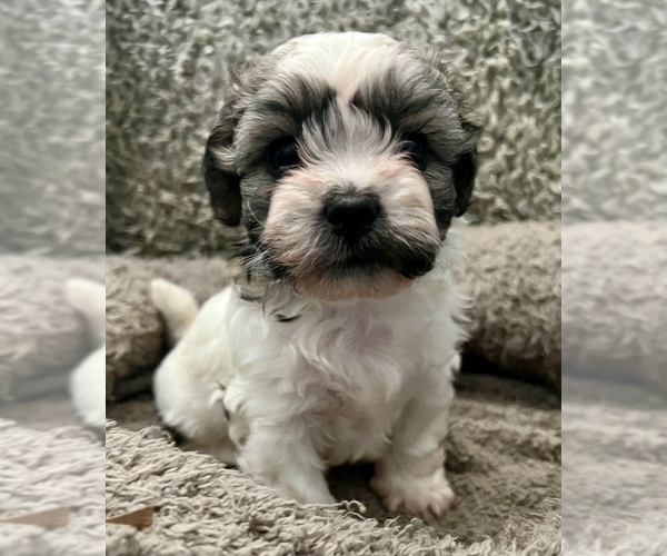 Medium Photo #41 Zuchon Puppy For Sale in RENO, NV, USA
